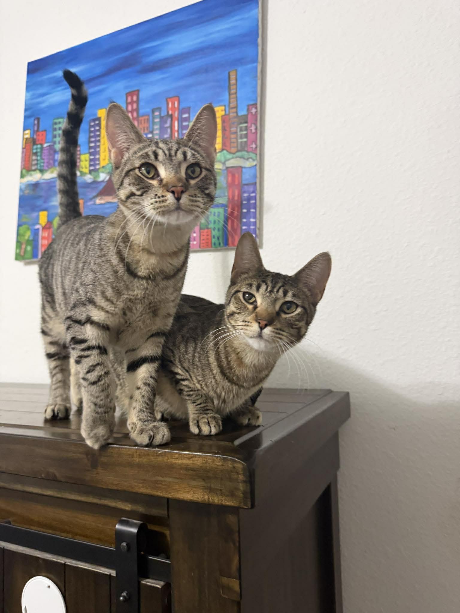 Capybara, a Adoptable Tabby in Eugene, OR image 3/4