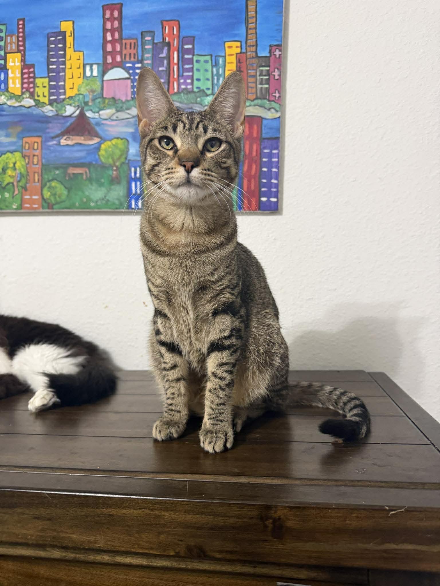 Capybara, Adoptable, Young Male Tabby.