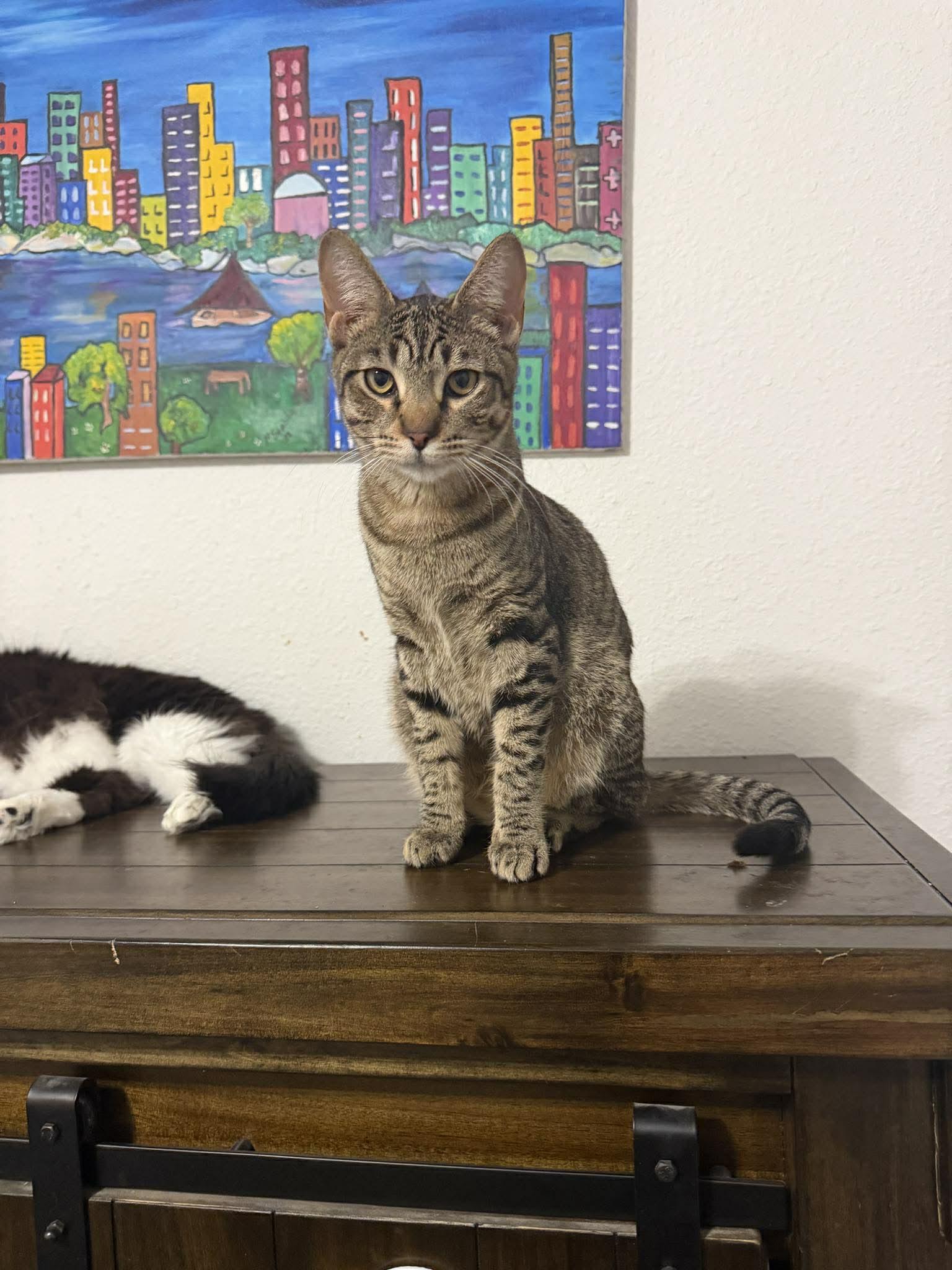 Capybara, a Adoptable Tabby in Eugene, OR image 2/4