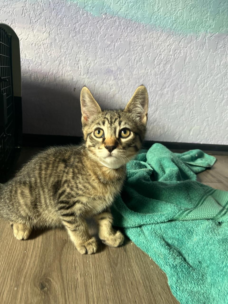 Enlarge Capybara, a Adoptable Tabby in Eugene, OR image 1/1