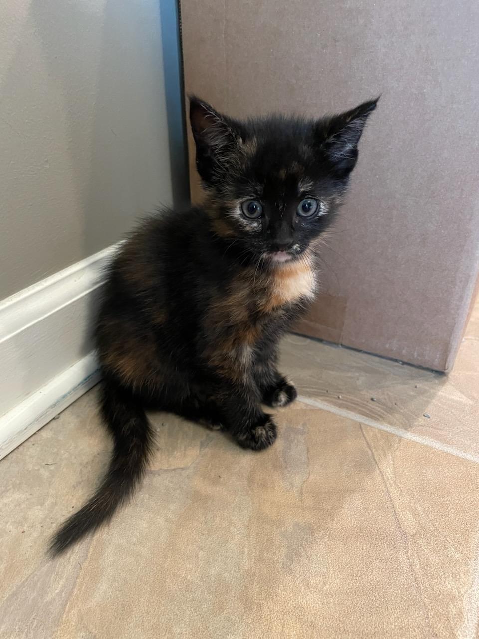Blossom - ADOPTION PENDING, Adoptable, Kitten Female Domestic Short Hair & Tortoiseshell.