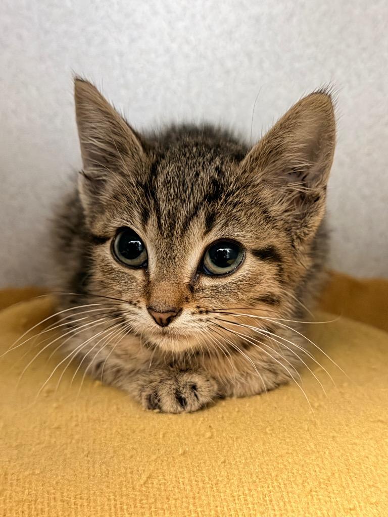 Tabitha, Adoptable, Kitten Female Domestic Short Hair.