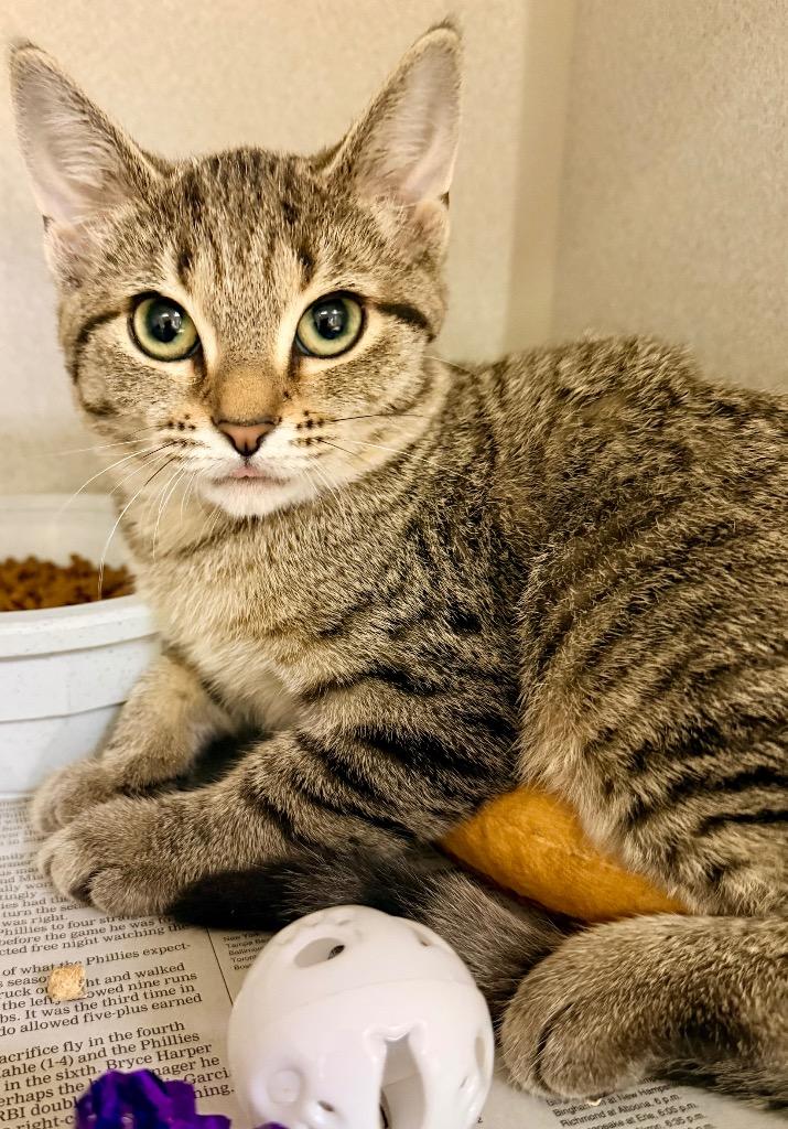 Enlarge Tabitha, a Adoptable mixed breed in Pottsville, PA image 2/2