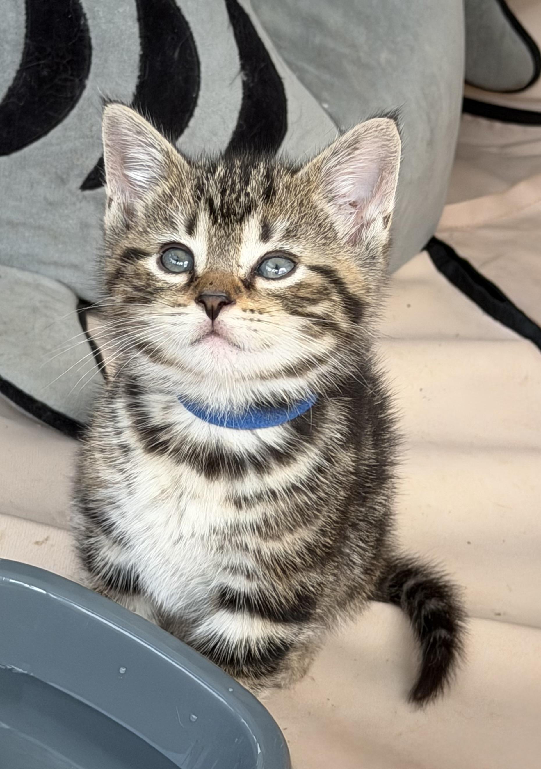 Aspen, a Adoptable Tabby in Independence, OH image 2/2