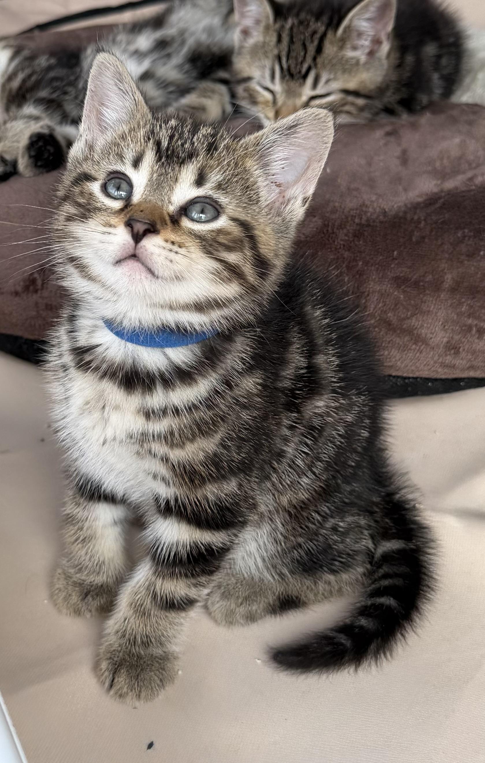 Aspen, Adoptable, Kitten Male Tabby.