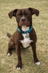 Enlarge Gus, an adopted mixed breed in Conway, AR image 1/1