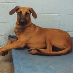 Orange photo 5