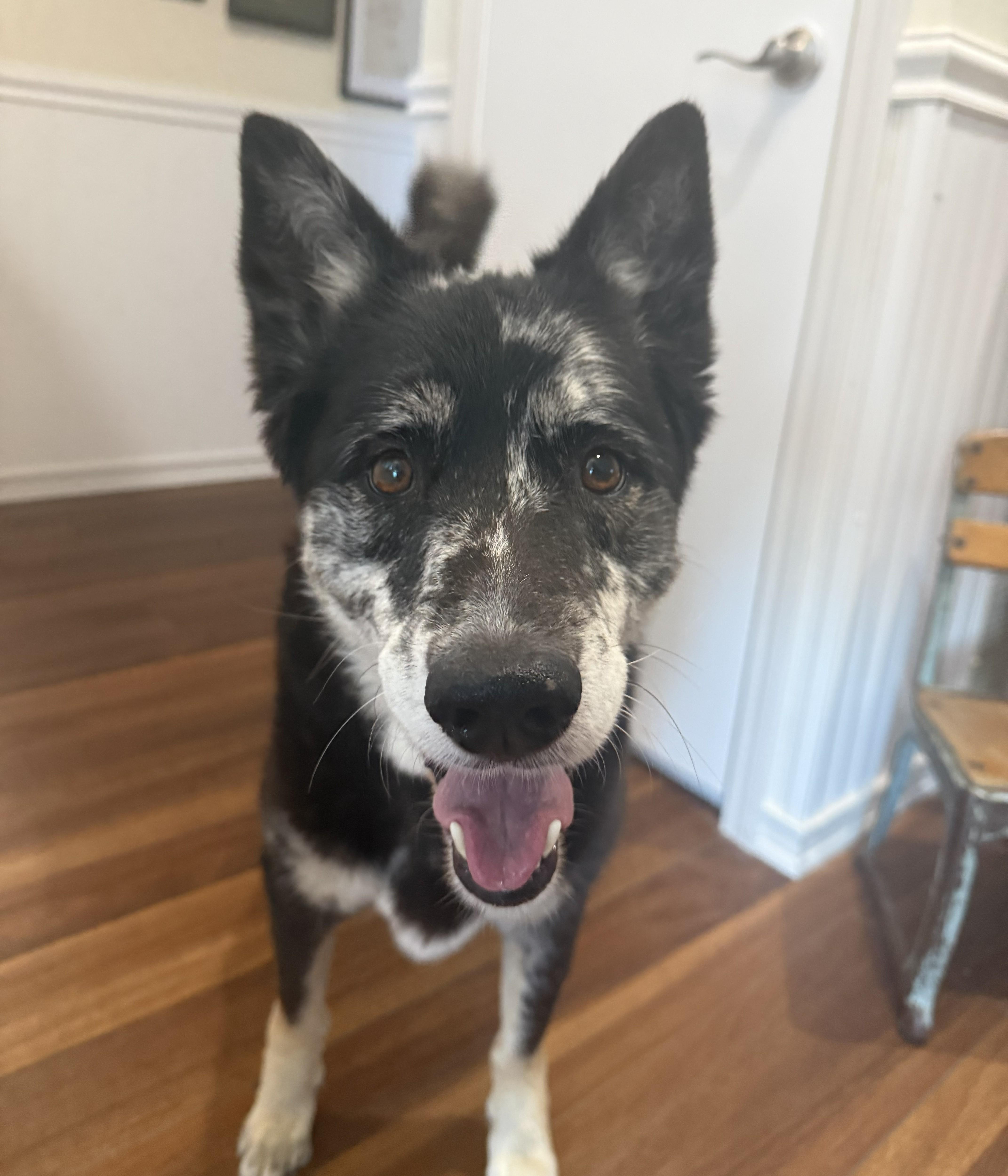 Roxy, a ADOPTABLE Australian Shepherd in Studio City, CA image 2/4