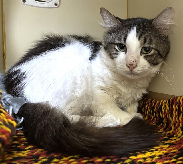 Enlarge JACK, a Adoptable Domestic Short Hair in Dedham, MA image 1/1