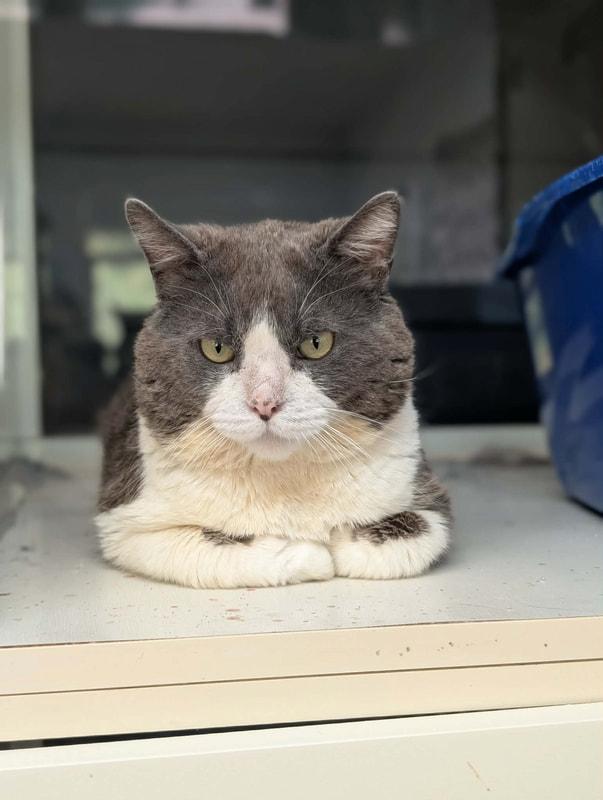 Duke, an adopted Domestic Short Hair in Kalamazoo, MI image 2/2
