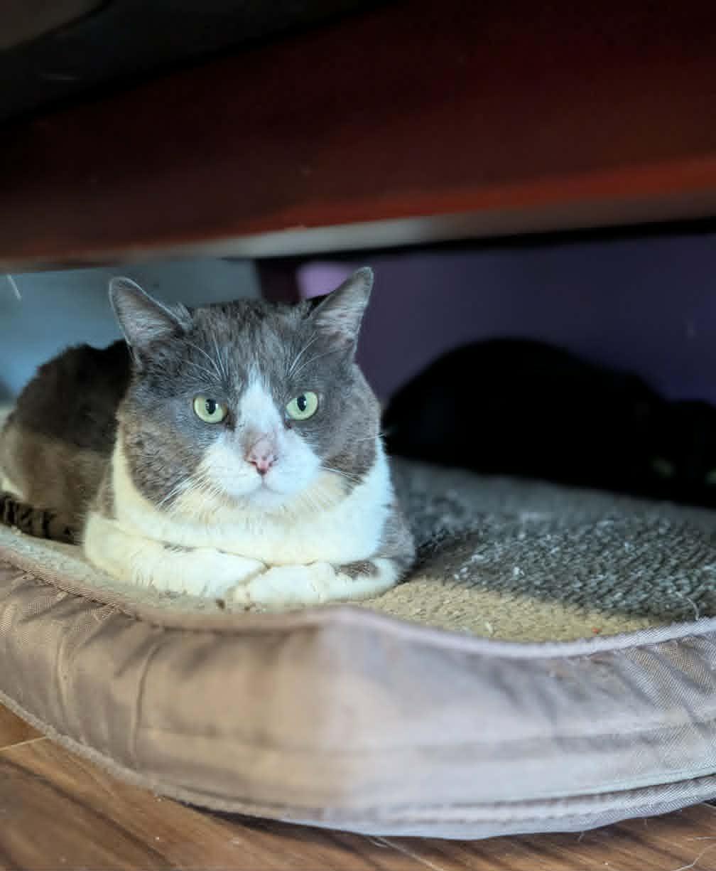 Duke, adopted, Adult Male Domestic Short Hair.