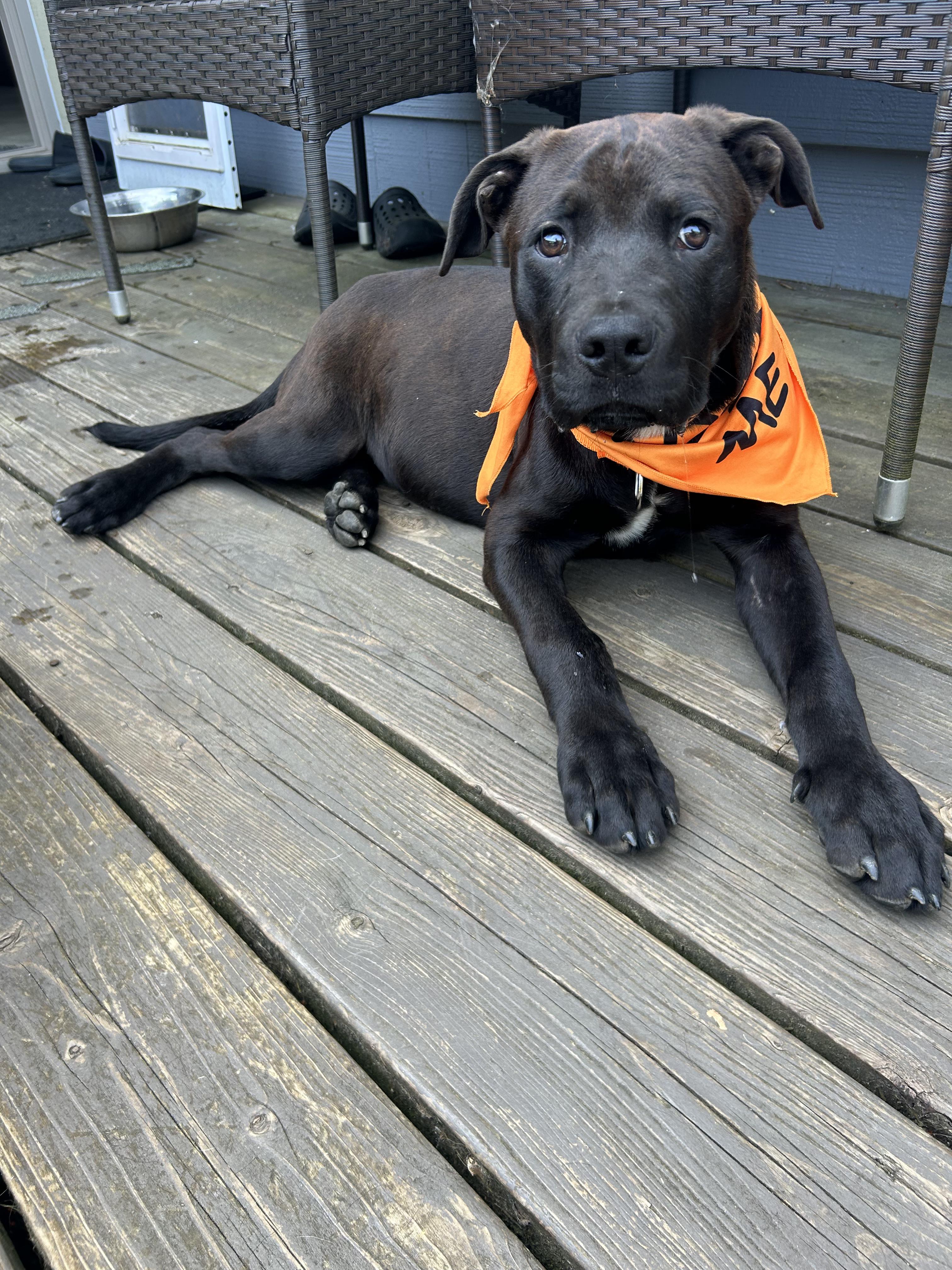 Enlarge Berkely, a ADOPTABLE mixed breed in AUBURN, WA image 2/3