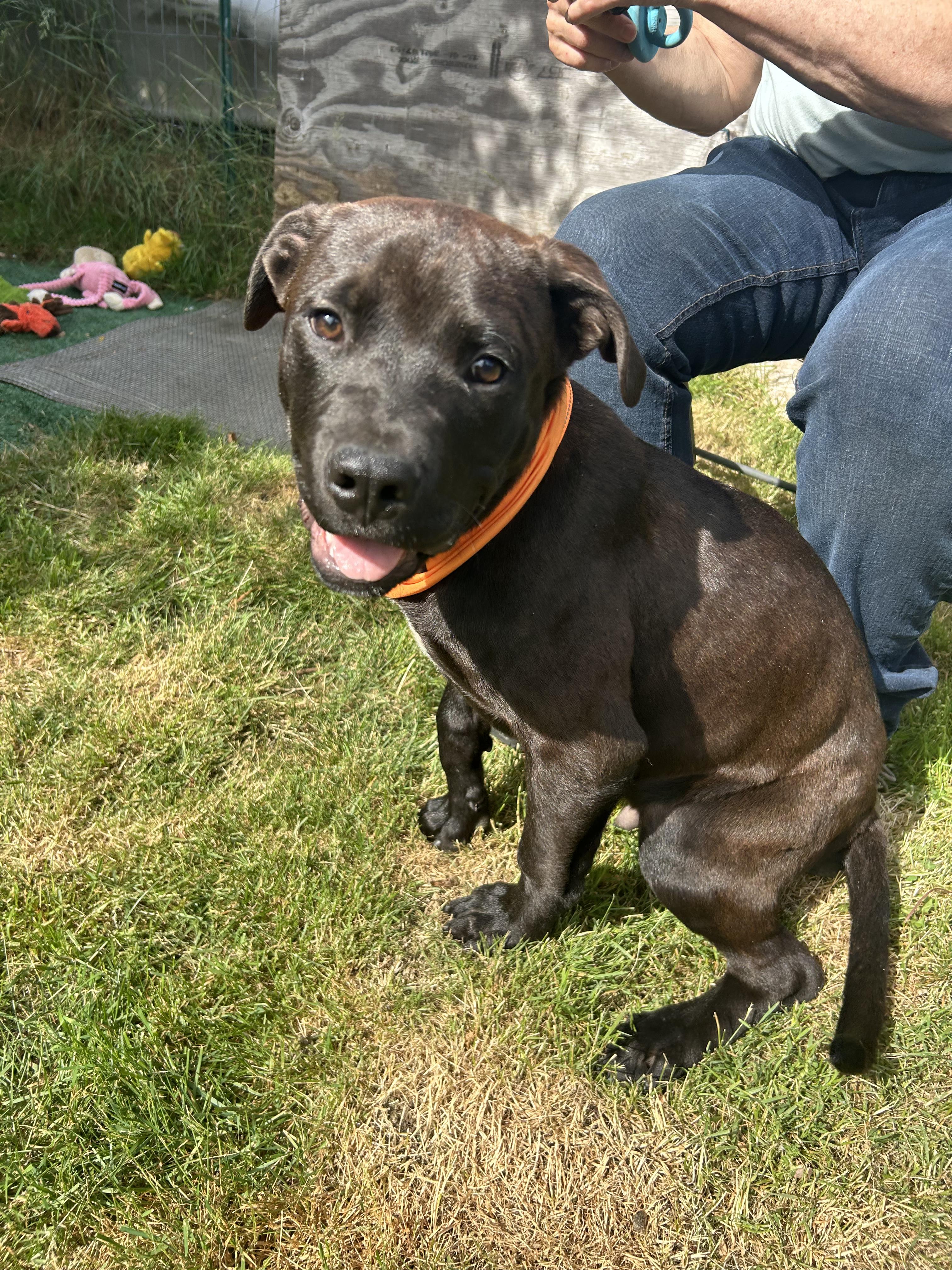 Enlarge Berkely, a ADOPTABLE mixed breed in AUBURN, WA image 1/3