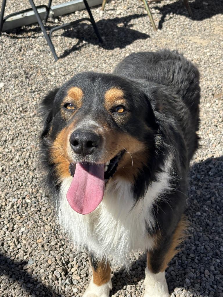 Arrow, Adoptable, Young Male Australian Shepherd & Australian Shepherd.