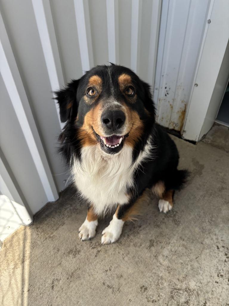 Enlarge Arrow, a Adoptable mixed breed in Moriarty, NM image 4/4