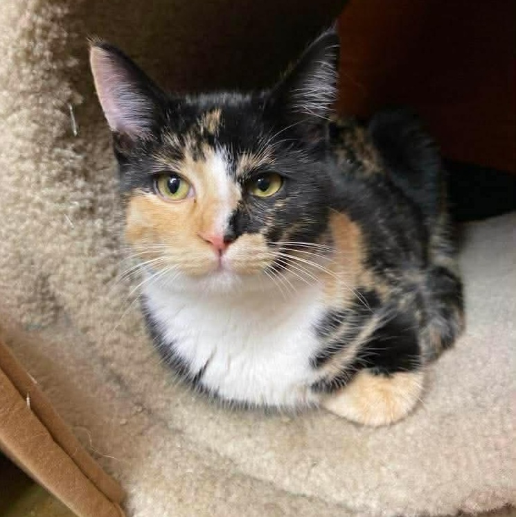 Enlarge Amie, an adopted Calico in Memphis, TN image 2/3