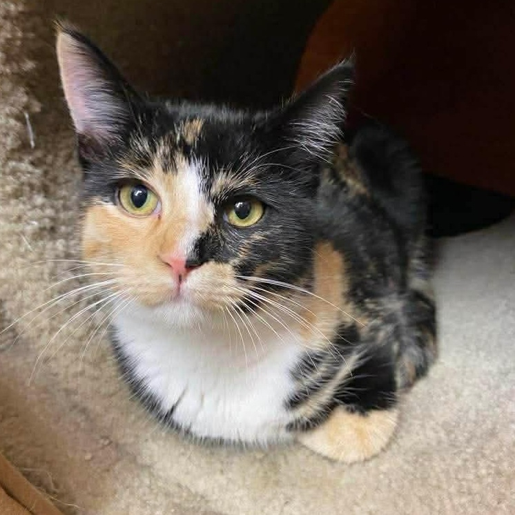Amie, adopted, Young Female Calico.