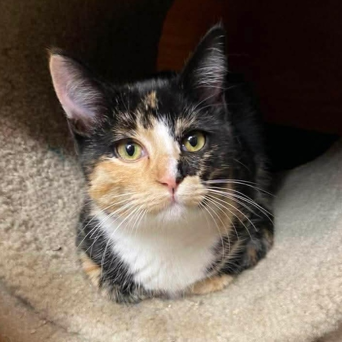 Enlarge Amie, an adopted Calico in Memphis, TN image 3/3