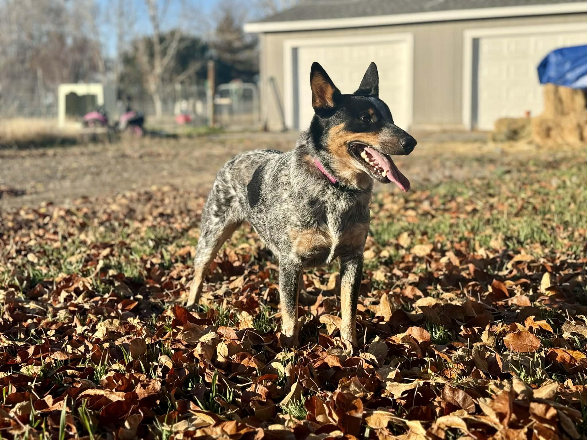 Enlarge Lucy, a ADOPTABLE mixed breed in Boise, ID image 3/3
