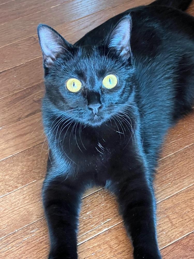 Fenway Field, Adoptable, Adult Female Domestic Short Hair.