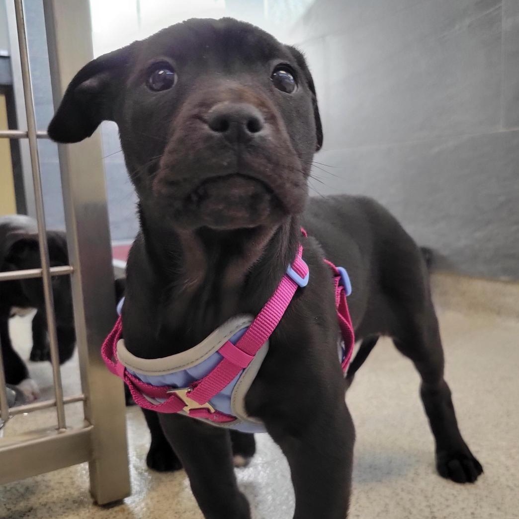 Emerald, adopted, Puppy Female Mixed Breed.