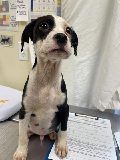 Todd, Adoptable, Puppy Male Pointer & Mixed Breed.