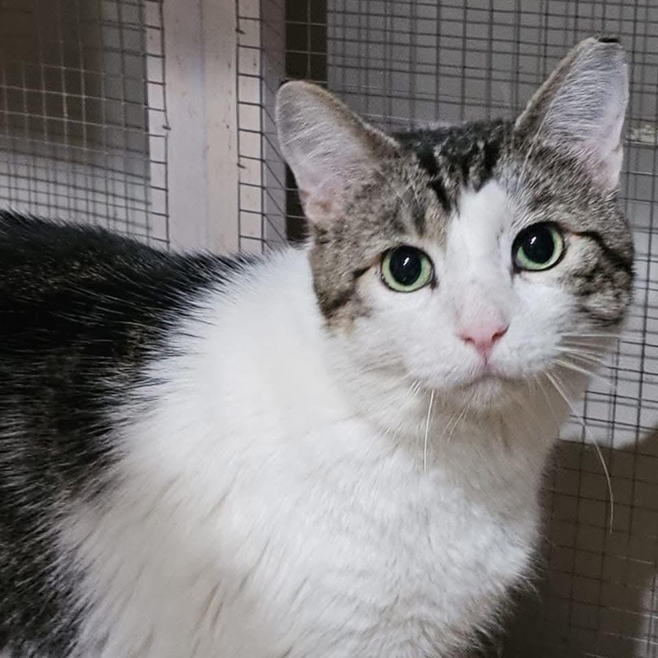 Poe (FeLV+), a Adoptable Domestic Short Hair in Pardeeville, WI image 1/2