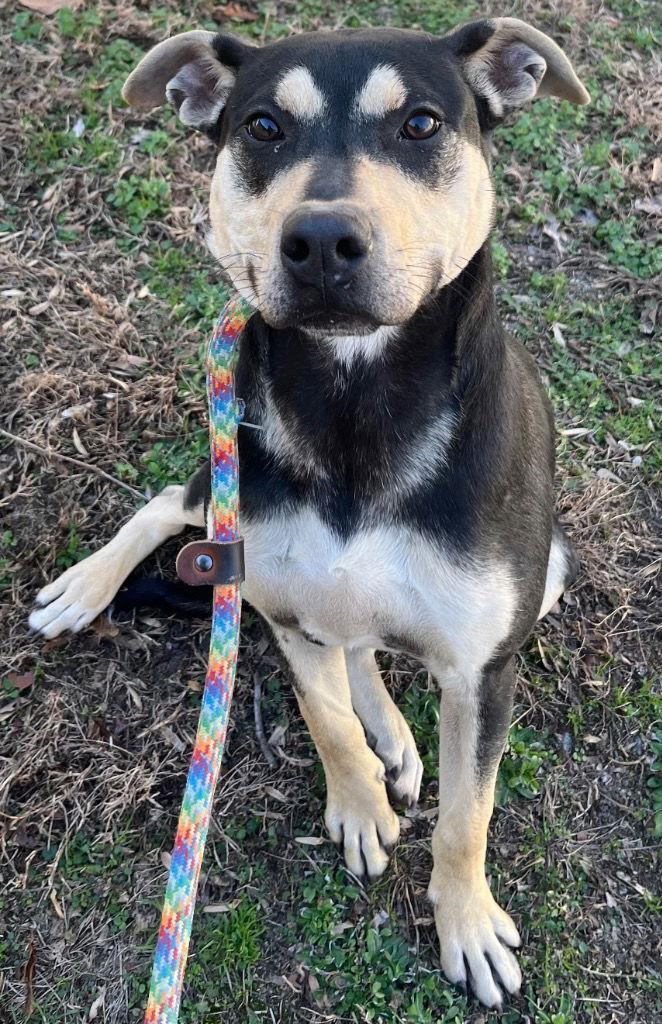 26-13 Biskit, Adoptable, Adult Male Hound.