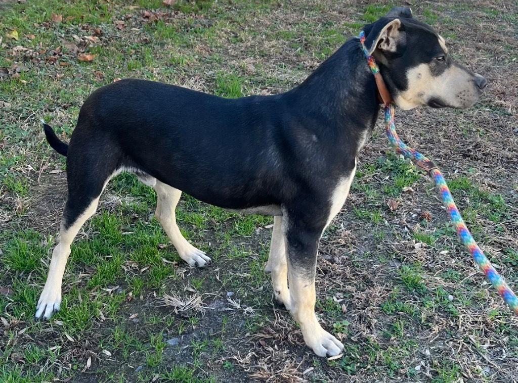 Enlarge 26-13 Biskit, a Adoptable Hound in Tarboro, NC image 2/2