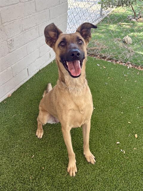 FLOWER, Adoptable, Young Female Belgian Shepherd / Malinois.