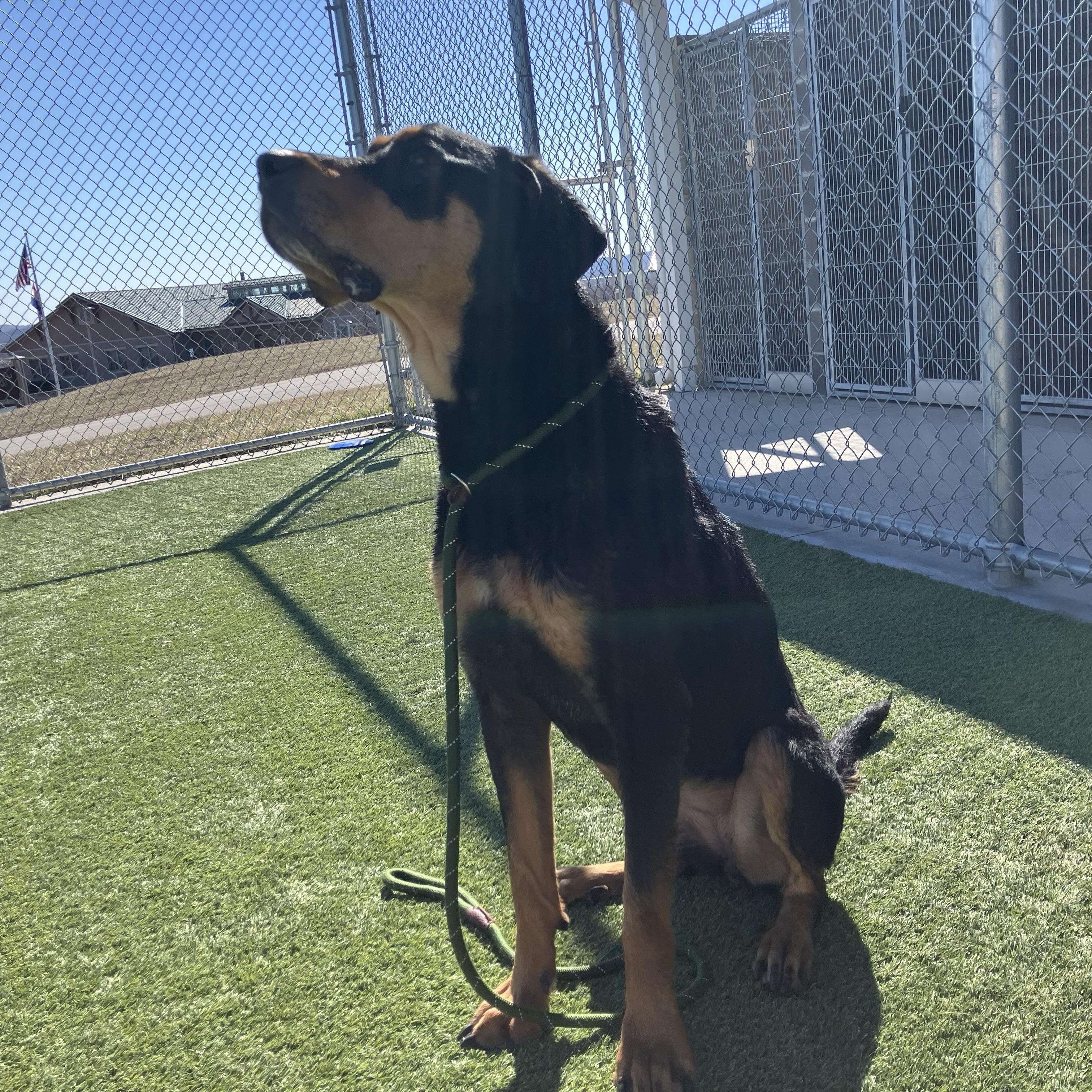 Enlarge Suzy, a ADOPTABLE Coonhound in Liberty, MO image 2/3