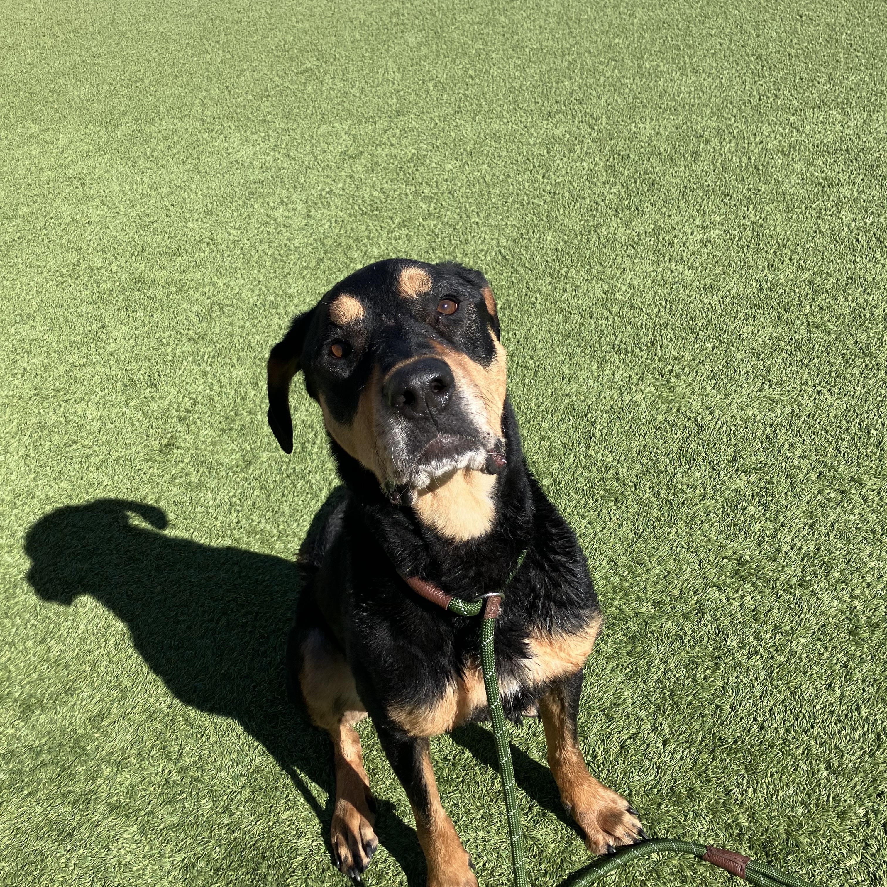 Suzy, ADOPTABLE, Senior Female Coonhound.