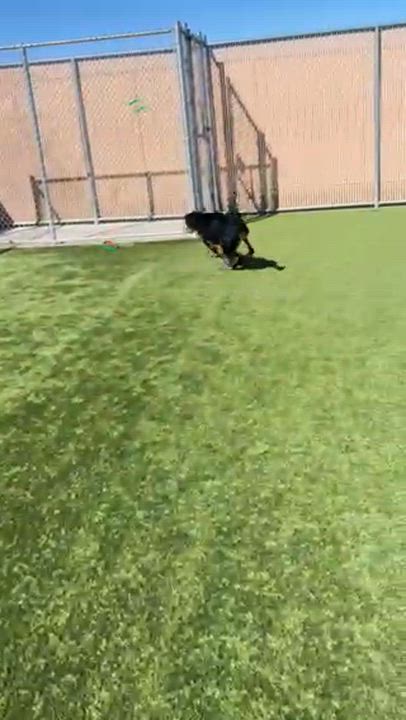 Enlarge Suzy, a ADOPTABLE Coonhound in Liberty, MO video 3/3