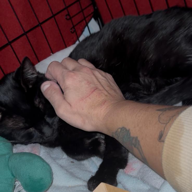 Vinny, Adoptable, Young Male Domestic Short Hair.