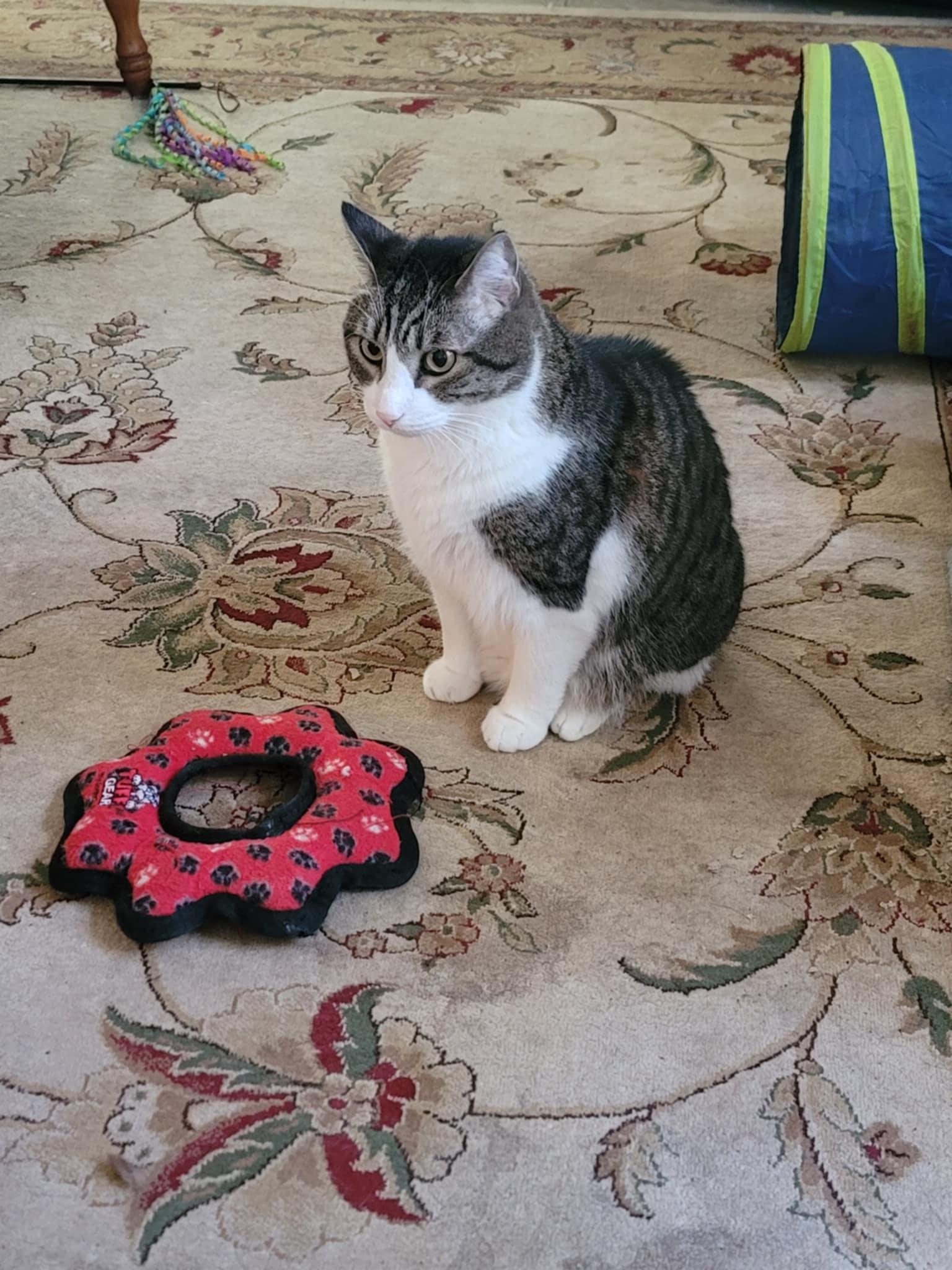 Tom, Adoptable, Senior Male American Bobtail.