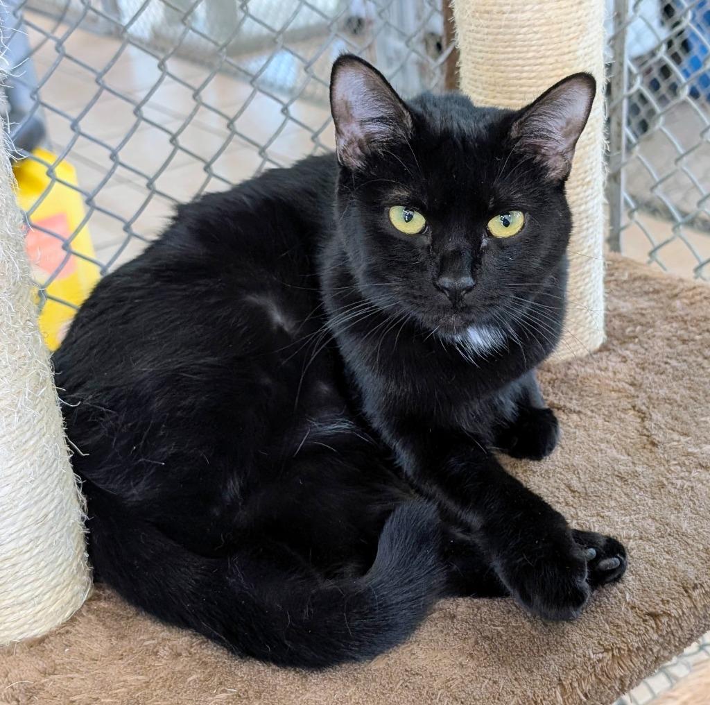 Skadi, Adoptable, Kitten Female Domestic Short Hair.