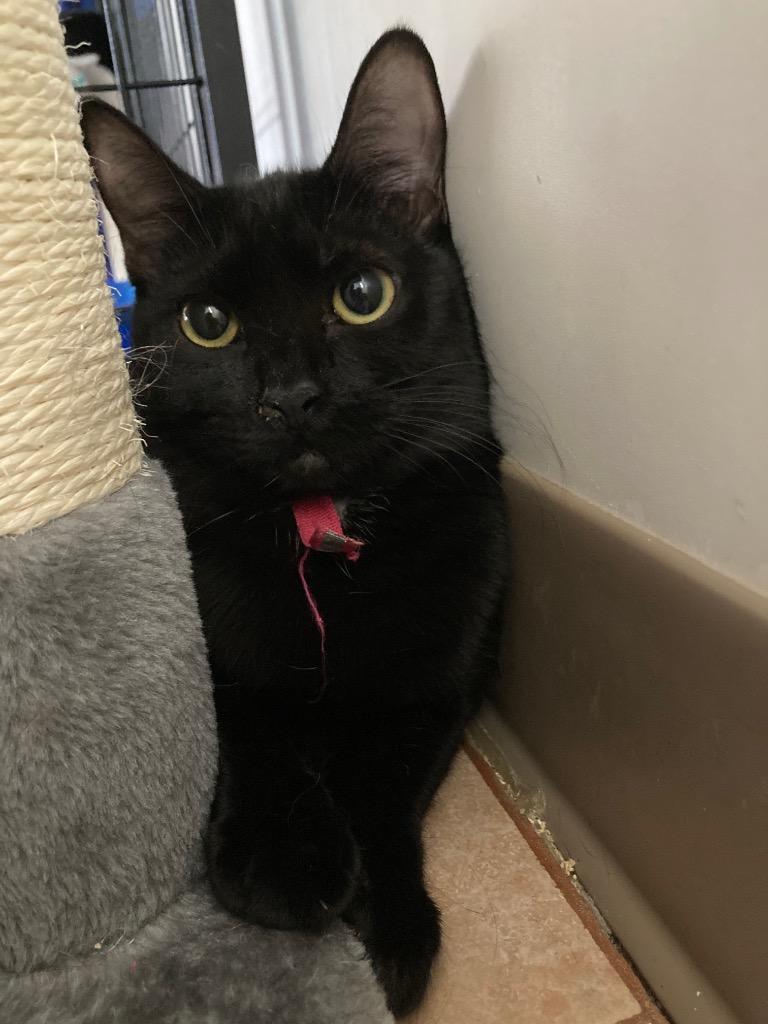 Enlarge Skadi, a Adoptable mixed breed in Peoria, AZ image 2/4