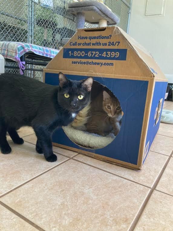 Skadi, Adoptable, Young Female Domestic Short Hair.