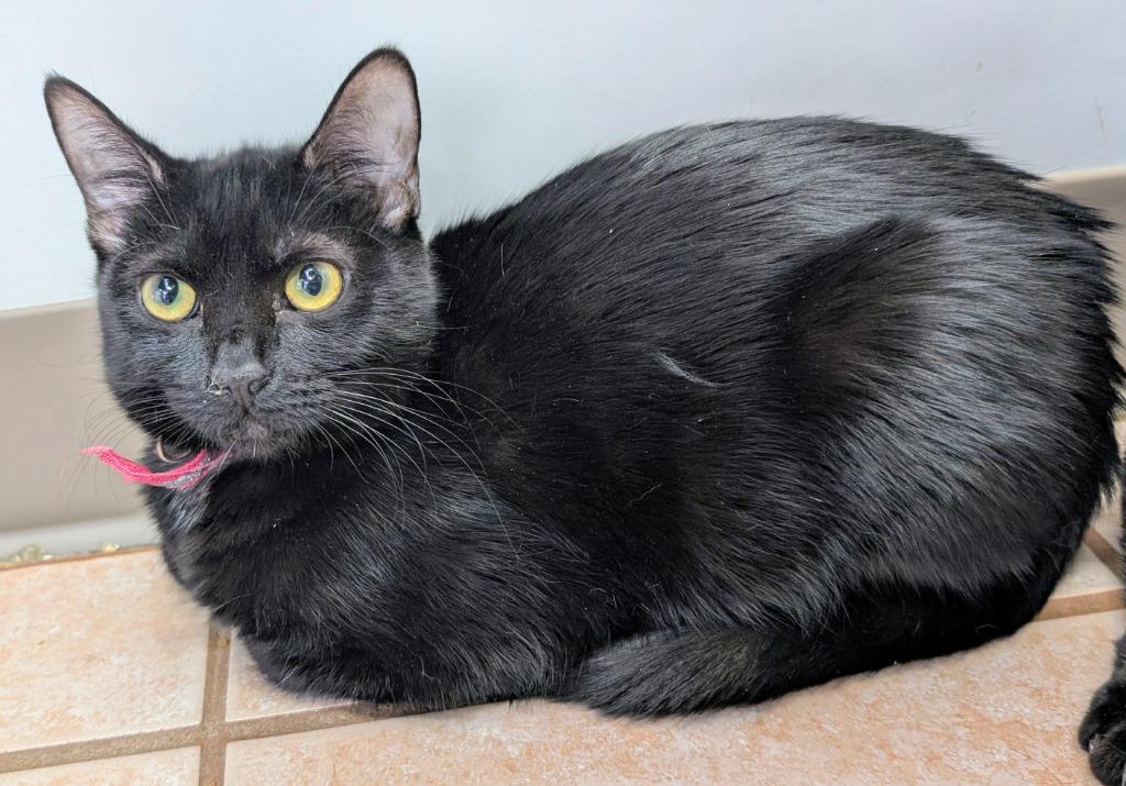 Skadi, Adoptable, Young Female Domestic Short Hair.