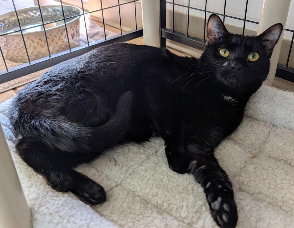 Enlarge Skadi, a Adoptable mixed breed in Peoria, AZ image 5/5