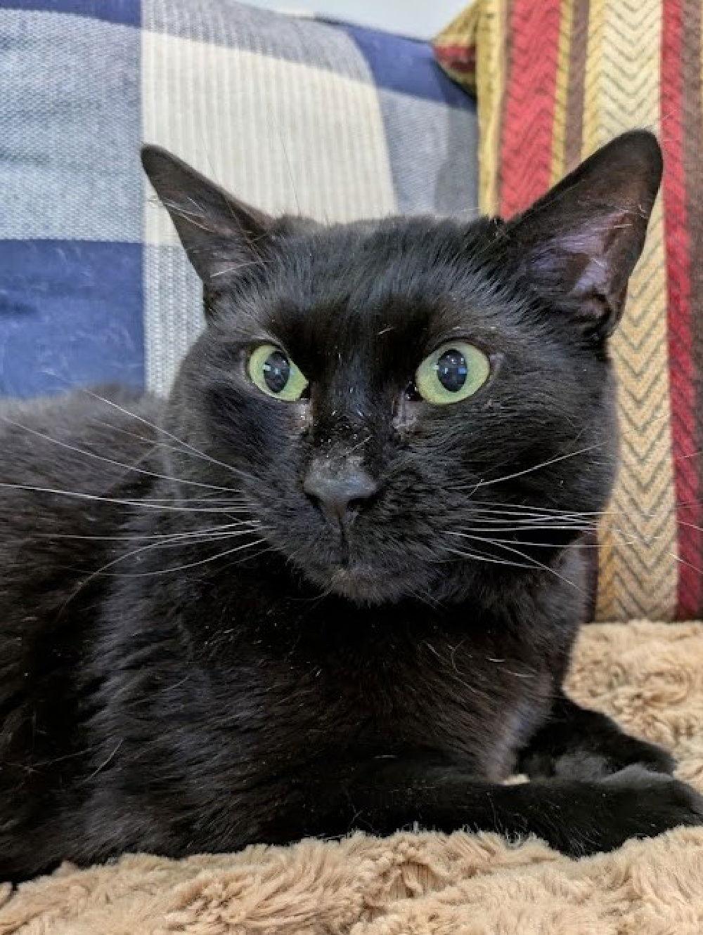 Sanna, Adoptable, Adult Female Domestic Short Hair.