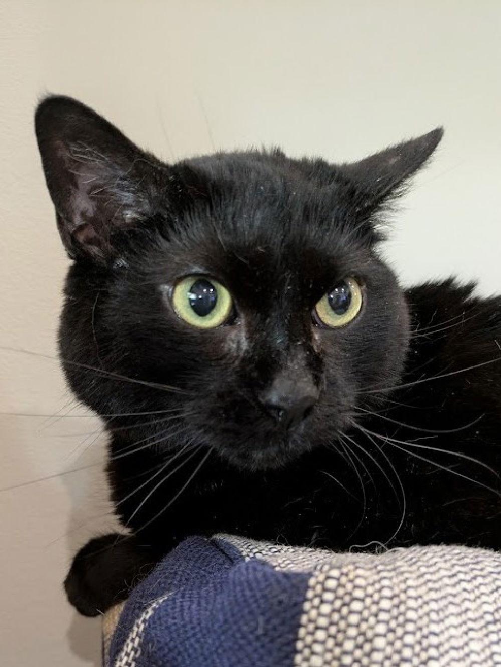 Enlarge Sanna, a Adoptable Domestic Short Hair in South Saint Paul, MN image 3/3