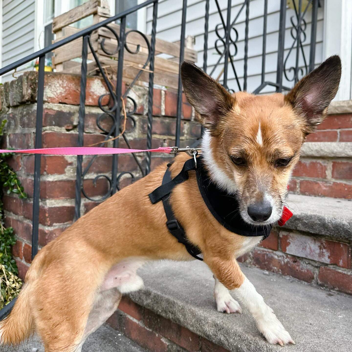 Enlarge Peach and Pongo, a Adoptable mixed breed in Ozone Park, NY image 4/5