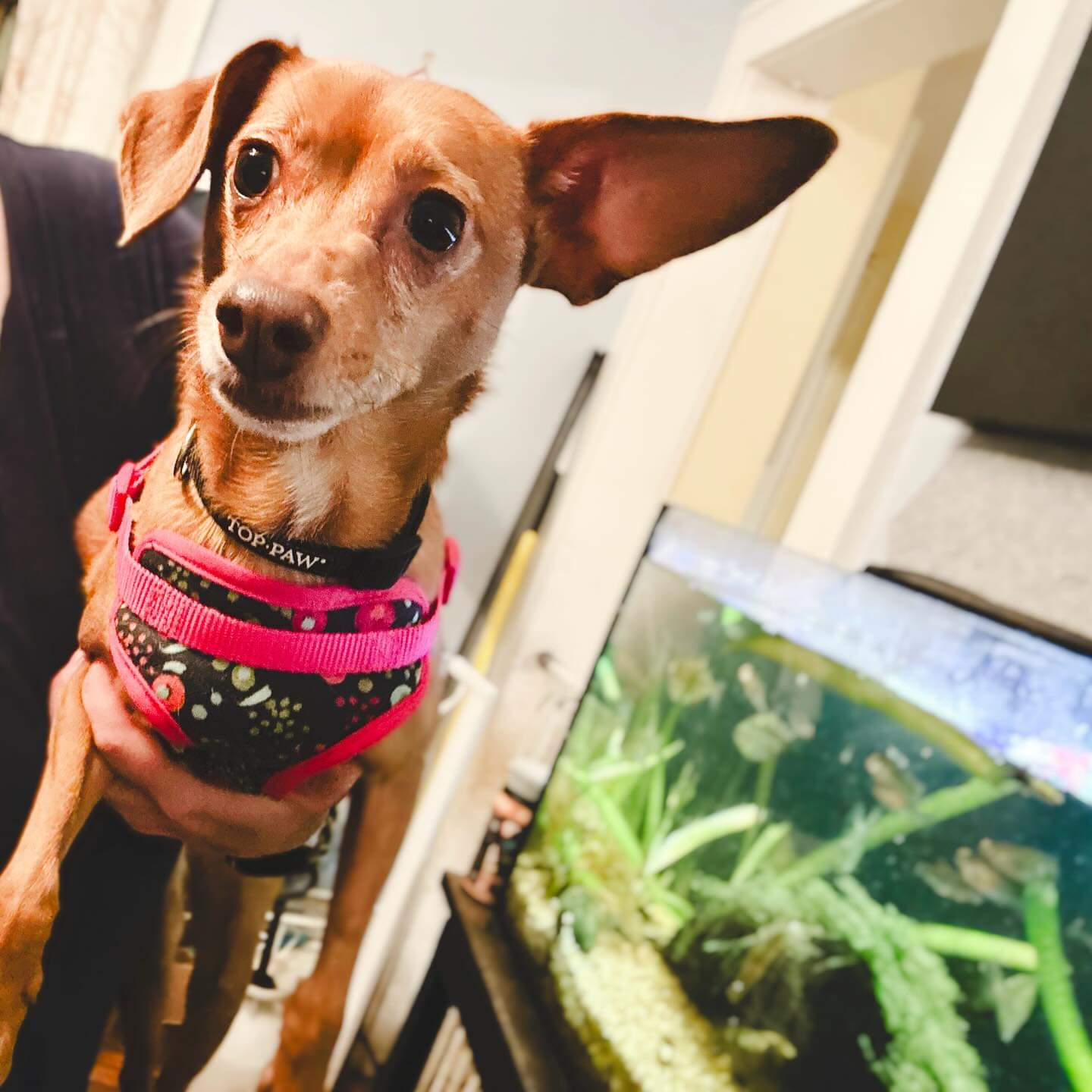 Enlarge Peach and Pongo, a Adoptable mixed breed in Ozone Park, NY image 5/5