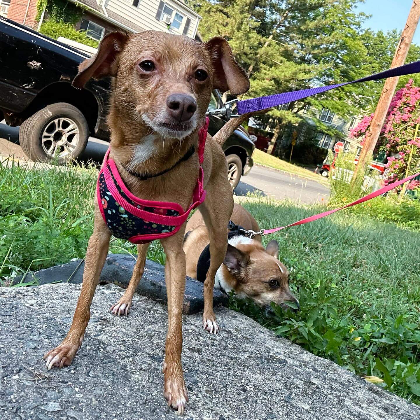 Enlarge Peach and Pongo, a Adoptable mixed breed in Ozone Park, NY image 3/5