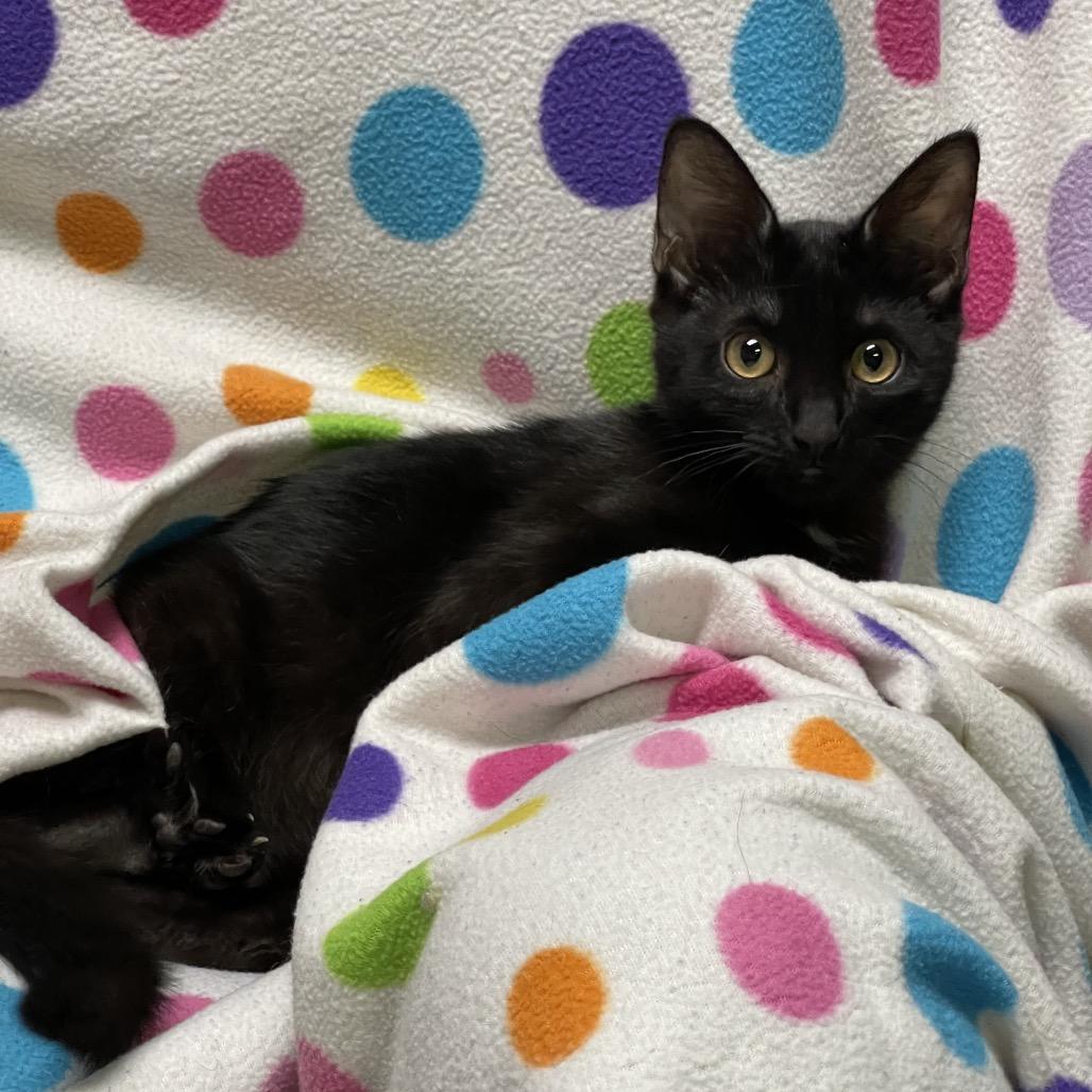 RAVEN (bonded w/Blackbird)