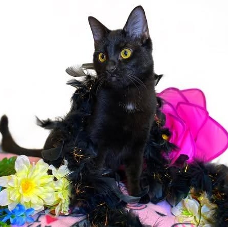 RAVEN (bonded w/Blackbird), Adoptable, Kitten Female Domestic Short Hair.