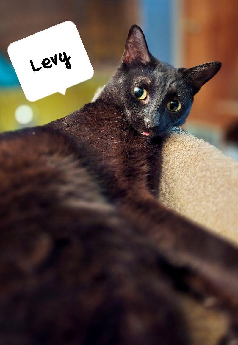 Levy, Adoptable, Adult Female Domestic Short Hair.