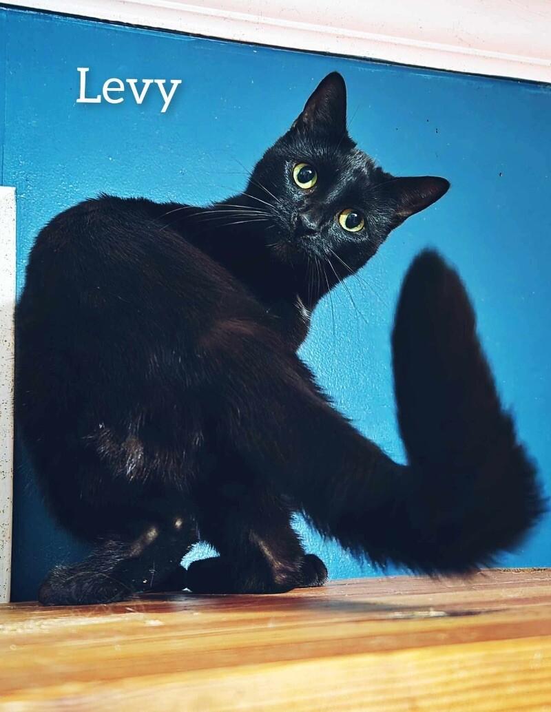 Enlarge Levy, a Adoptable Domestic Short Hair in Adrian, MI image 2/6