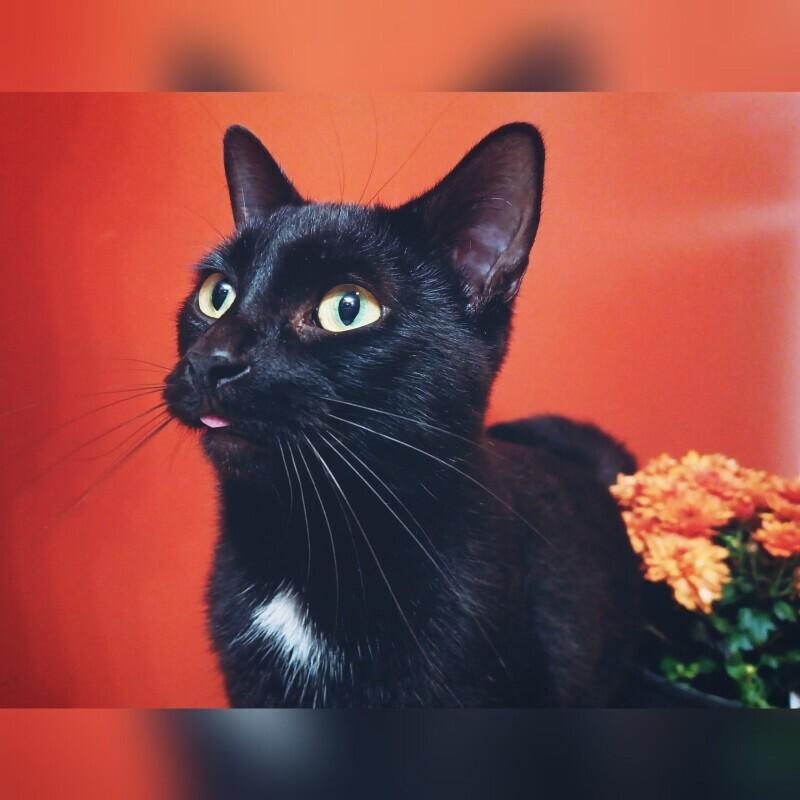 Enlarge Levy, a Adoptable Domestic Short Hair in Adrian, MI image 4/6